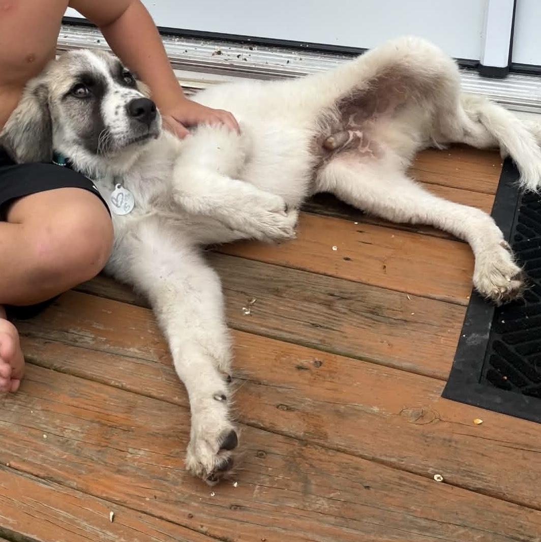 Enlarge Milo, a Adopted mixed breed in Leesburg, VA image 2/6