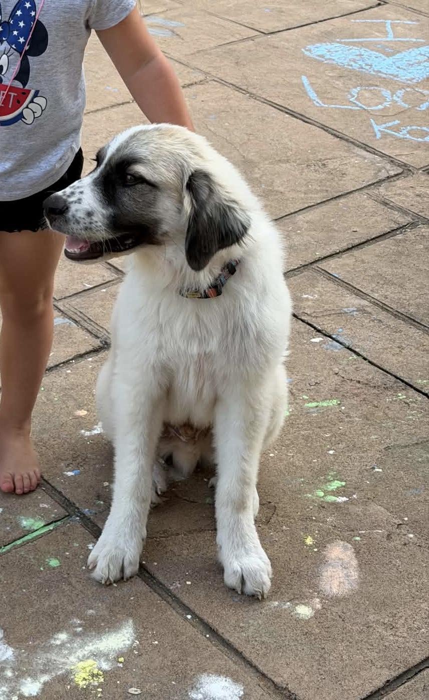 Enlarge Milo, a Adopted mixed breed in Leesburg, VA image 5/6