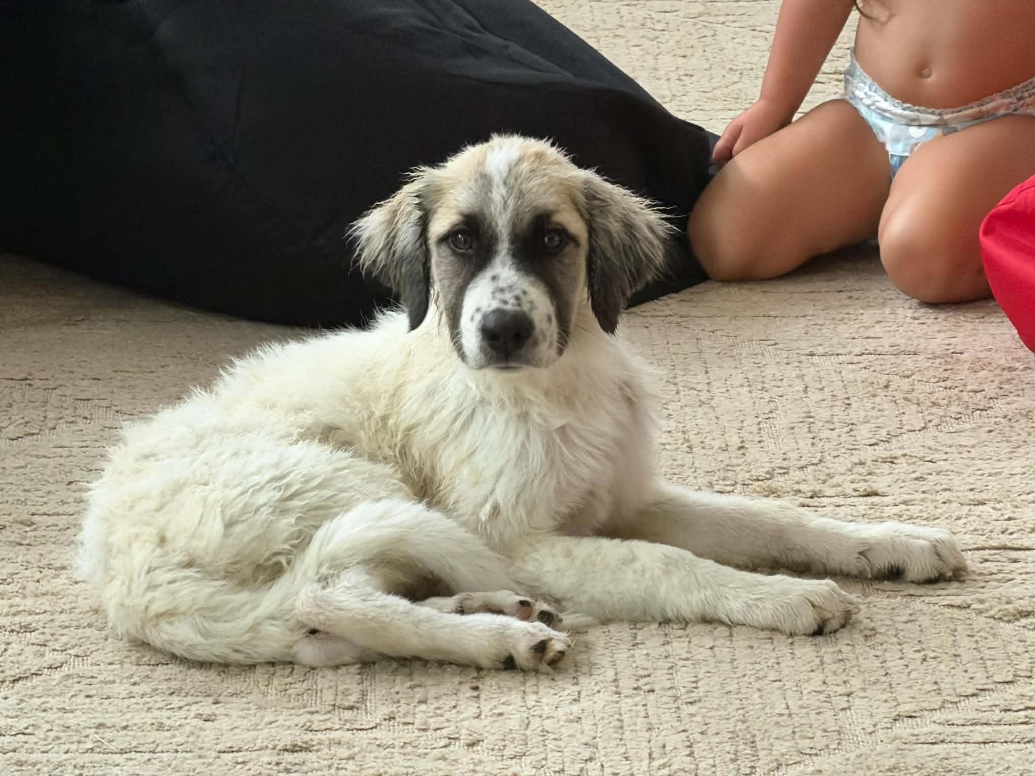 Milo, Adopted, Puppy Male Great Pyrenees.