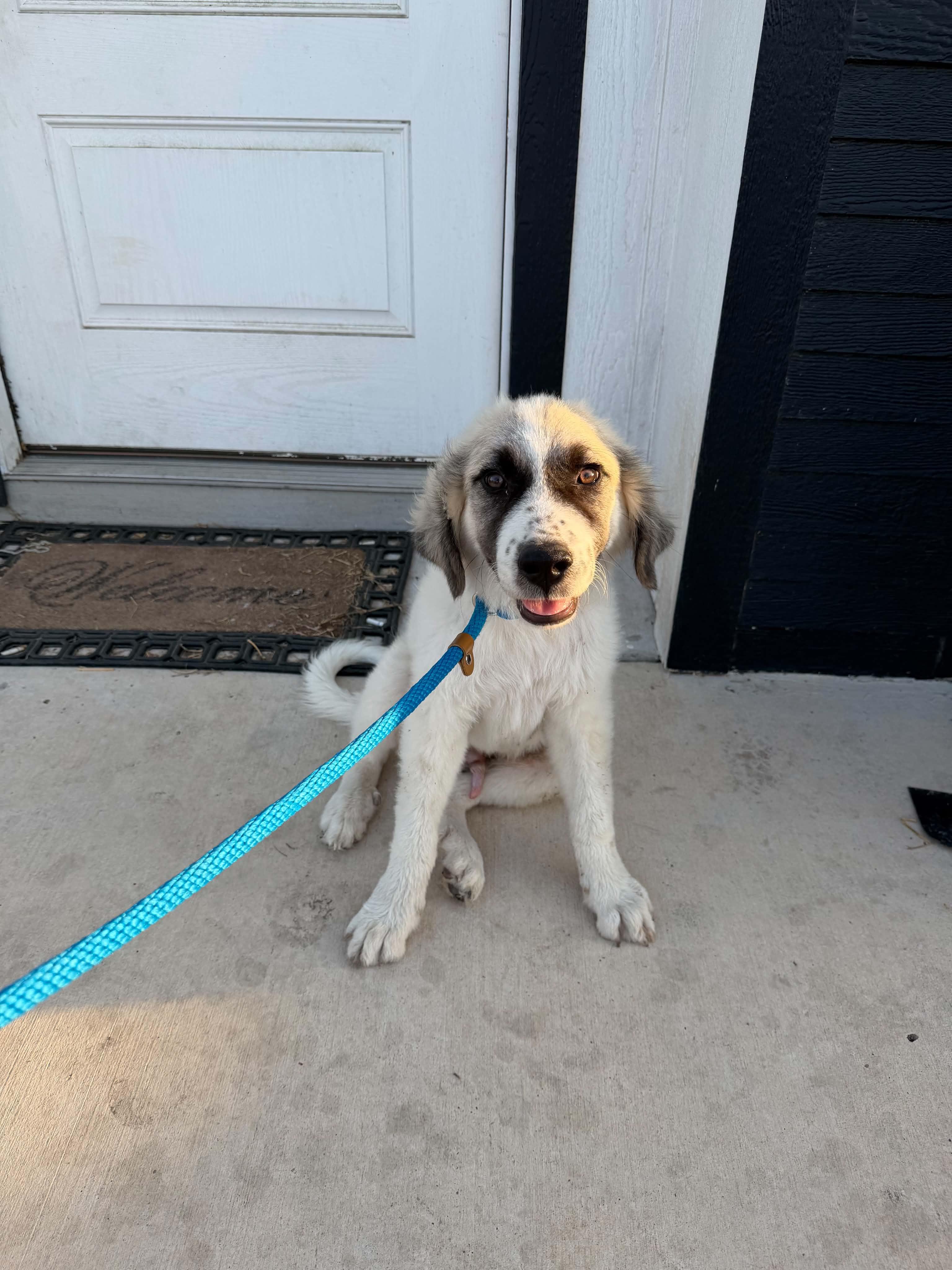 Enlarge Breezy, a ADOPTABLE mixed breed in Gainesville, VA image 2/2