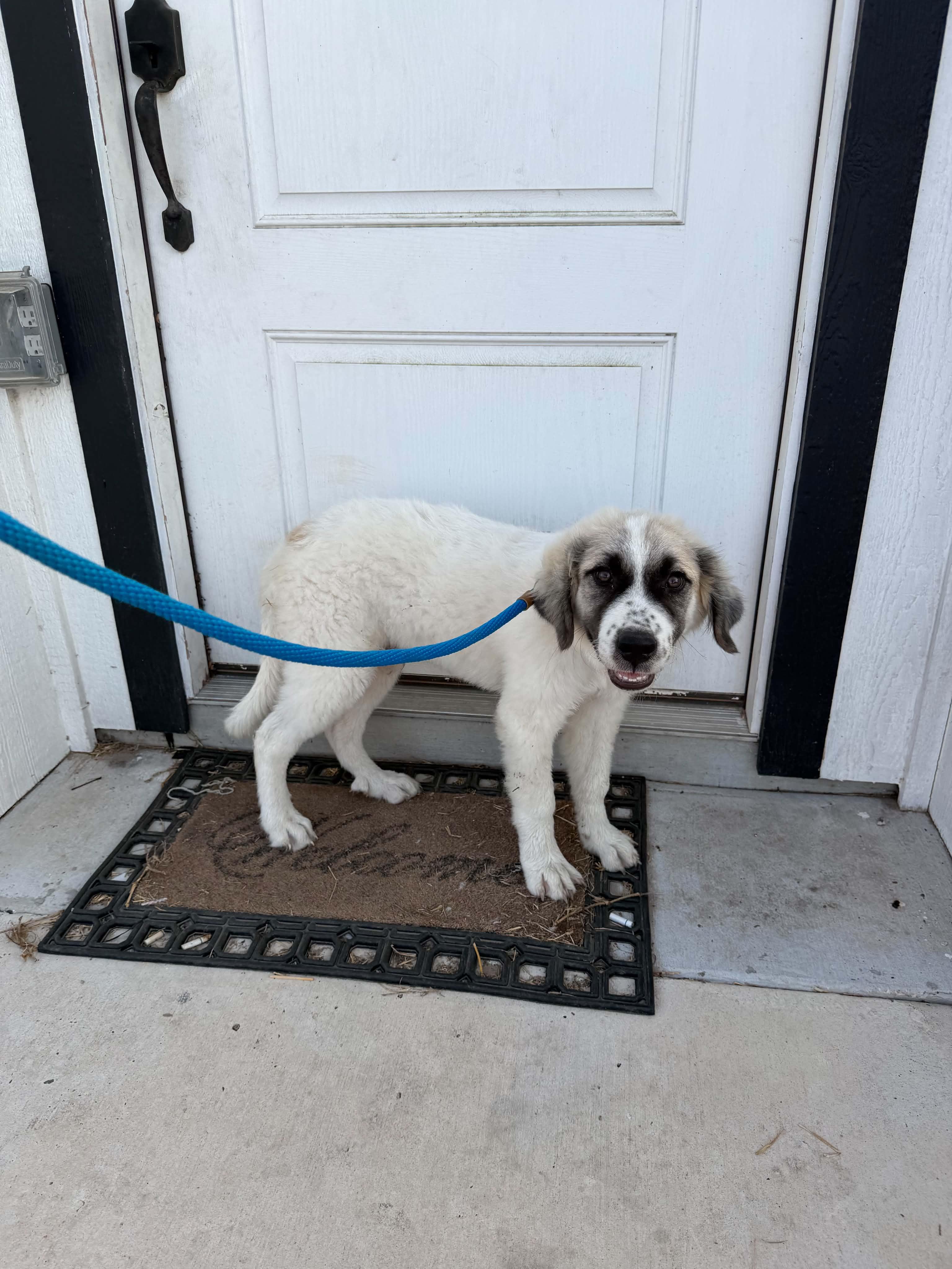 Enlarge Breezy, a ADOPTABLE mixed breed in Gainesville, VA image 1/2