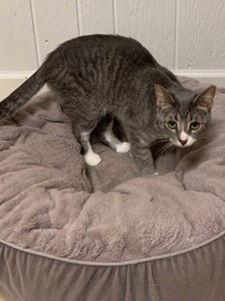 Electra, a Adoptable mixed breed in Walled Lake, MI image 2/3