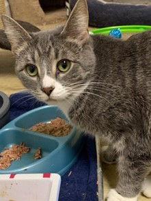 Electra, a Adoptable mixed breed in Walled Lake, MI image 3/3