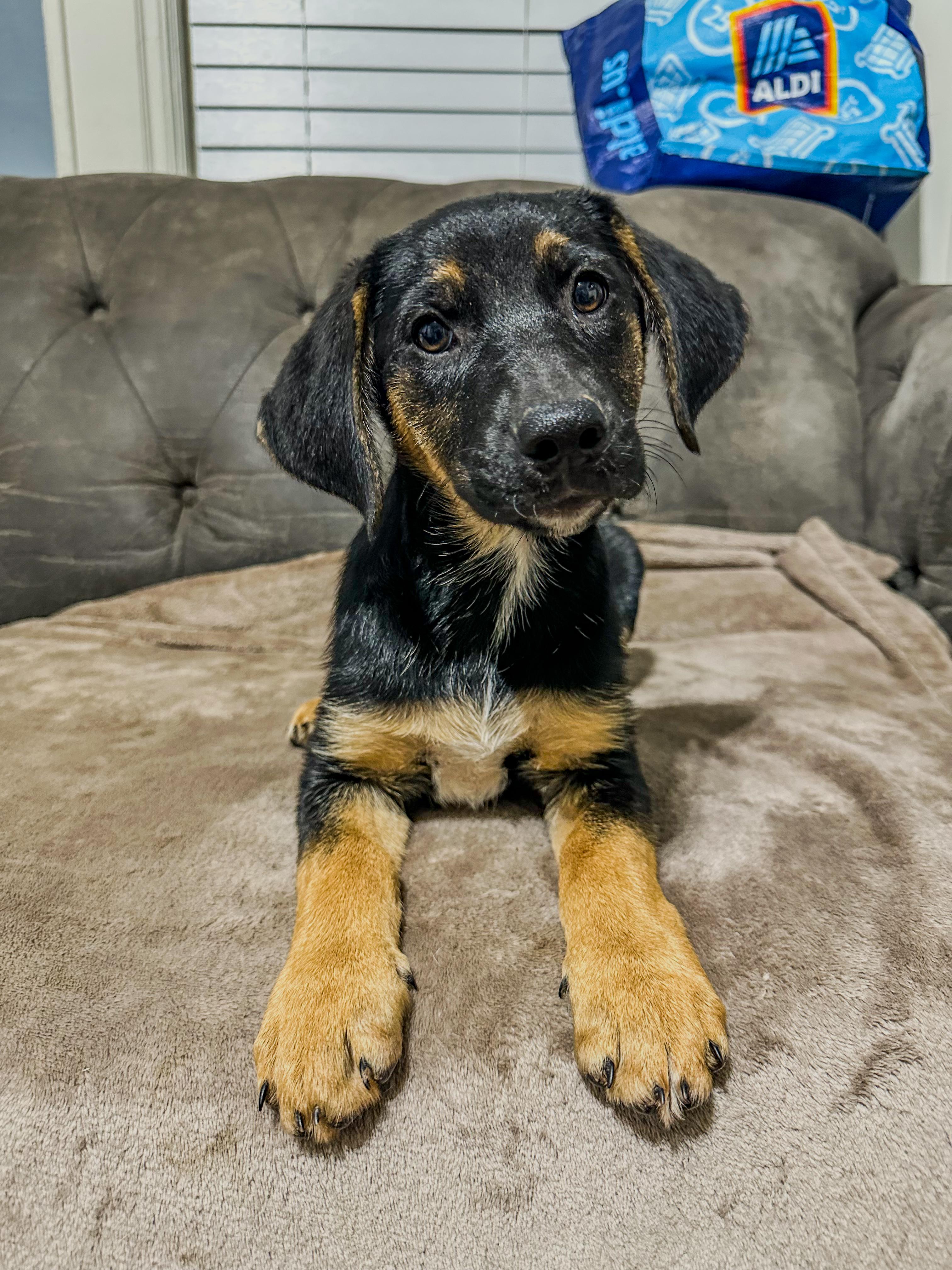 Coraline Grace, Adopted, Puppy Female German Shepherd Dog.