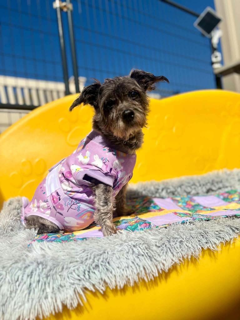 Enlarge Shadow, a Adoptable Jack Russell Terrier in Liverpool, NY image 1/2
