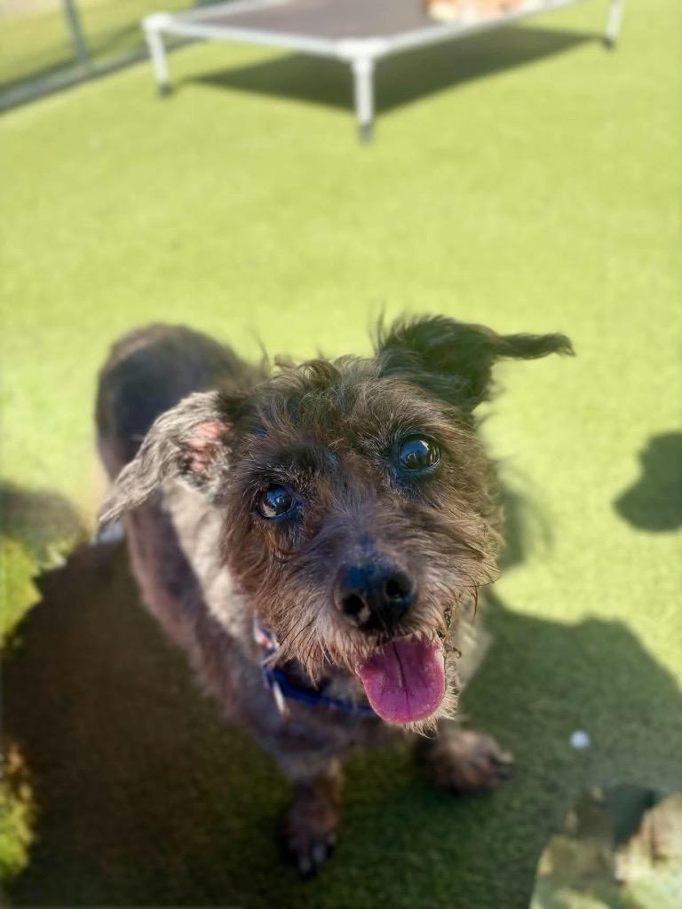 Enlarge Shadow, a Adoptable Jack Russell Terrier in Liverpool, NY image 2/2