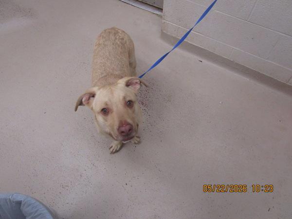 Knight (832), Adoptable, Young Male Pit Bull Terrier & Labrador Retriever.