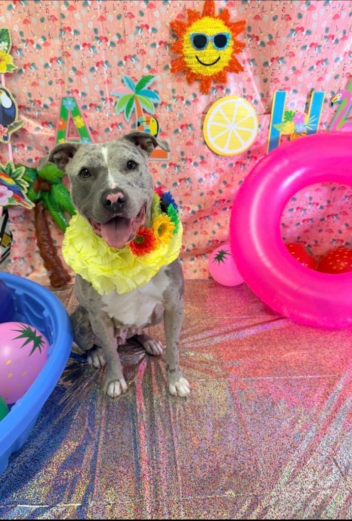 Biscuit, Adoptable, Adult Female Pit Bull Terrier.