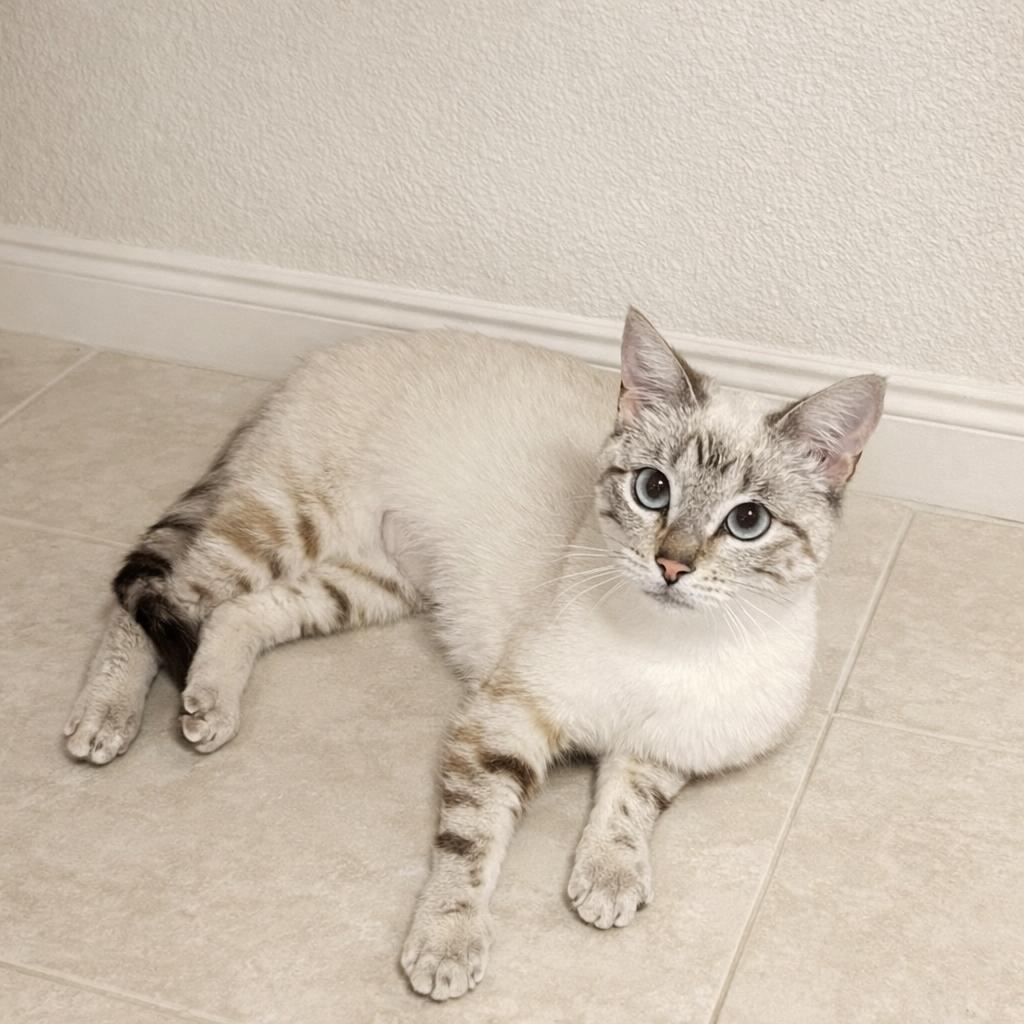 Enlarge Clytie — Those Eyes, That Heart… Still Unchosen, a Adoptable mixed breed in Hillsboro, TX image 5/6