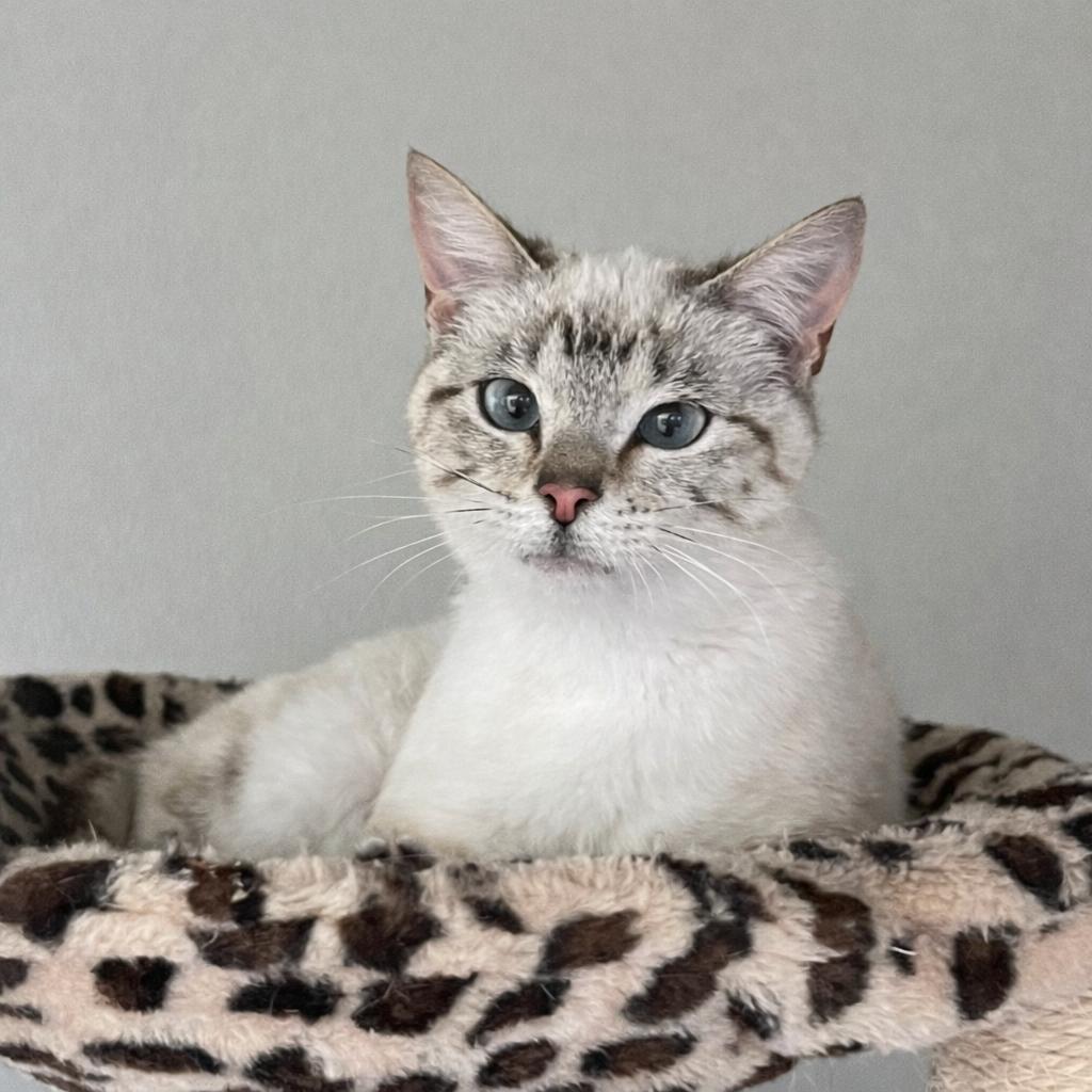 Enlarge Clytie — Those Eyes, That Heart… Still Unchosen, a Adoptable mixed breed in Hillsboro, TX image 3/6
