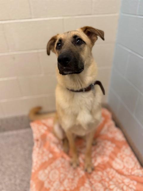 Enlarge BISHOP, a Adoptable mixed breed in Brighton, CO image 1/1