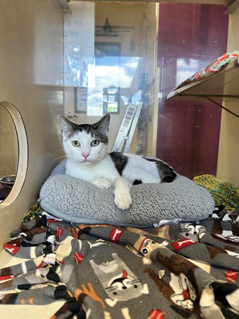 Enlarge DOJA, a Adoptable Domestic Short Hair in Frisco, CO image 1/1