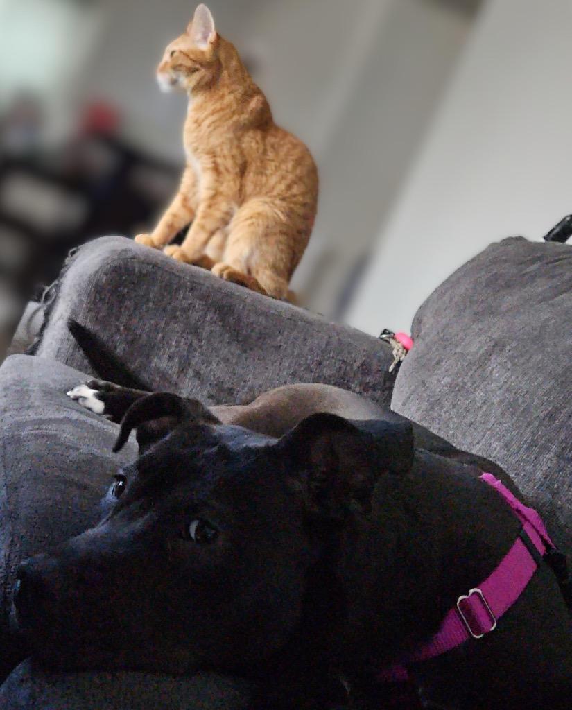 Luna French, Adoptable, Young Female Mixed Breed.