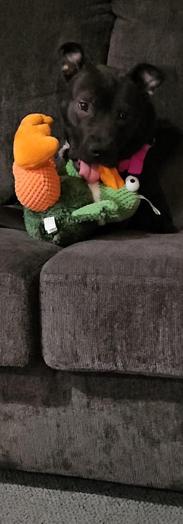 Enlarge Luna French, a Adoptable mixed breed in Detroit, MI image 2/6