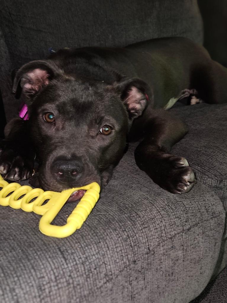 Enlarge Luna French, a Adoptable mixed breed in Detroit, MI image 3/6