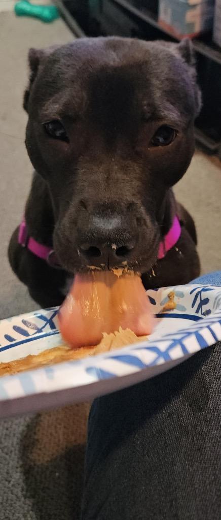 Enlarge Luna French, a Adoptable mixed breed in Detroit, MI image 5/6