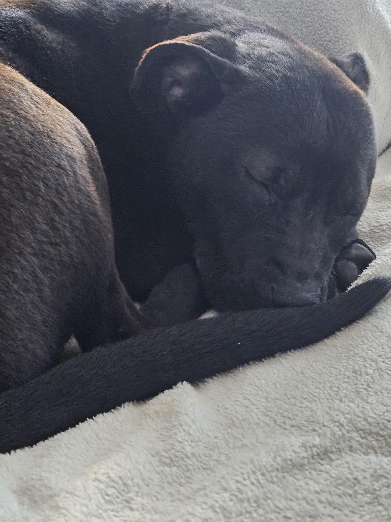 Enlarge Luna French, a Adoptable mixed breed in Detroit, MI image 6/6