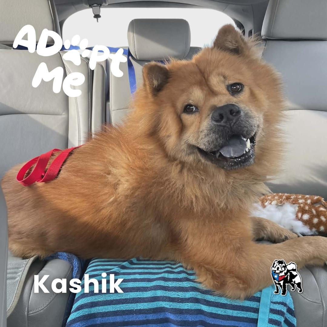 Kashik aka Kash, Adoptable, Adult Male Chow Chow.