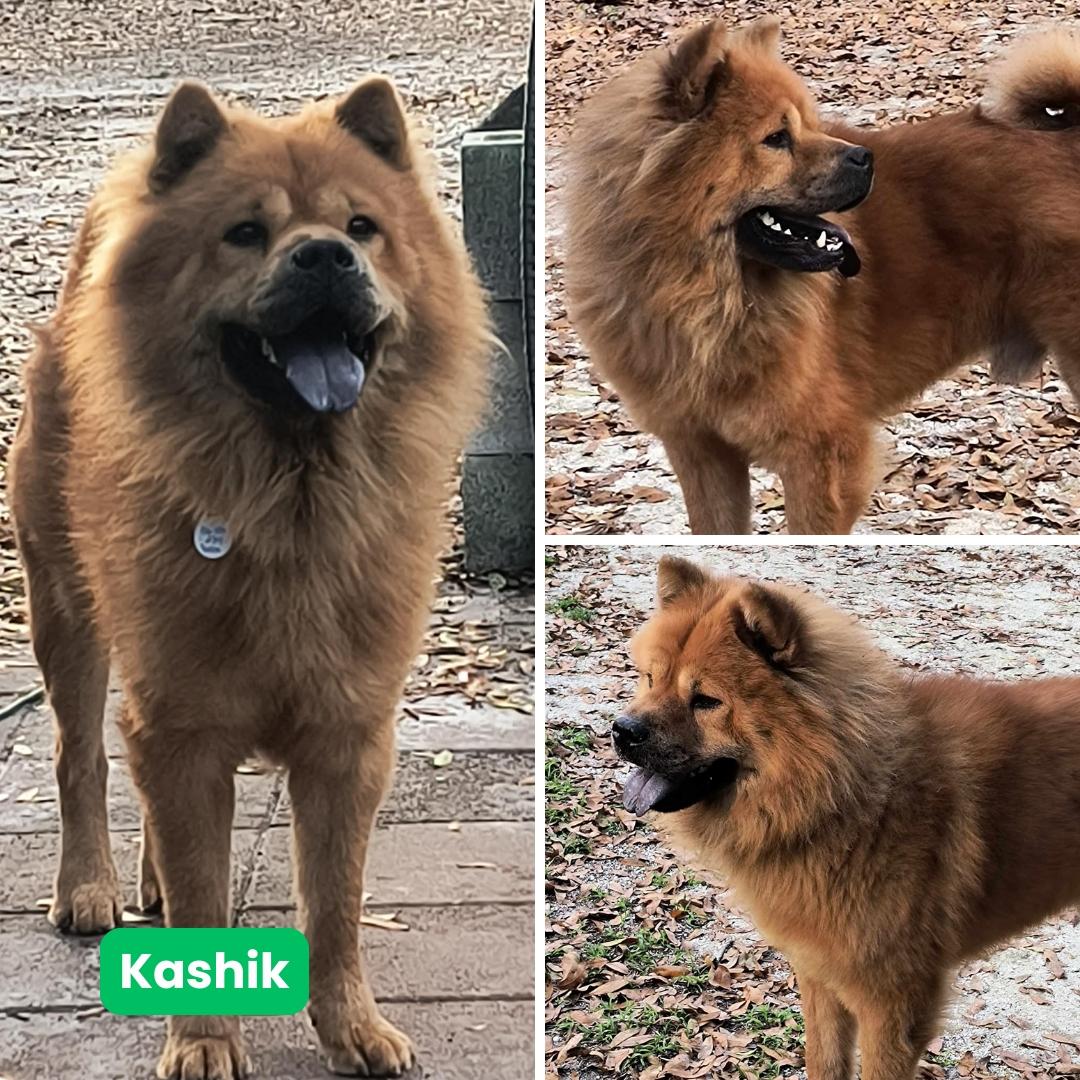 Kashik aka Kash, a Adoptable Chow Chow in Houston, TX image 2/3