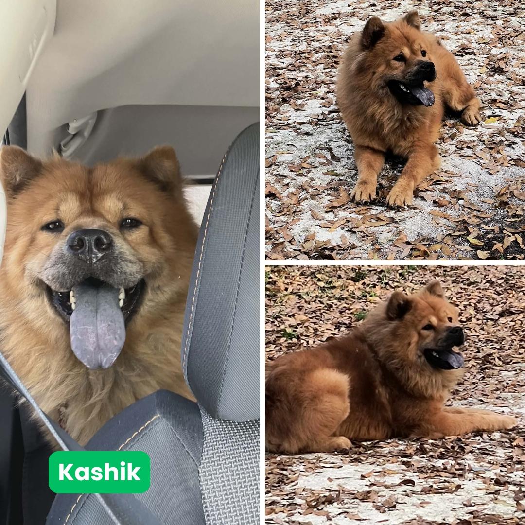 Kashik aka Kash, a Adoptable Chow Chow in Houston, TX image 3/3