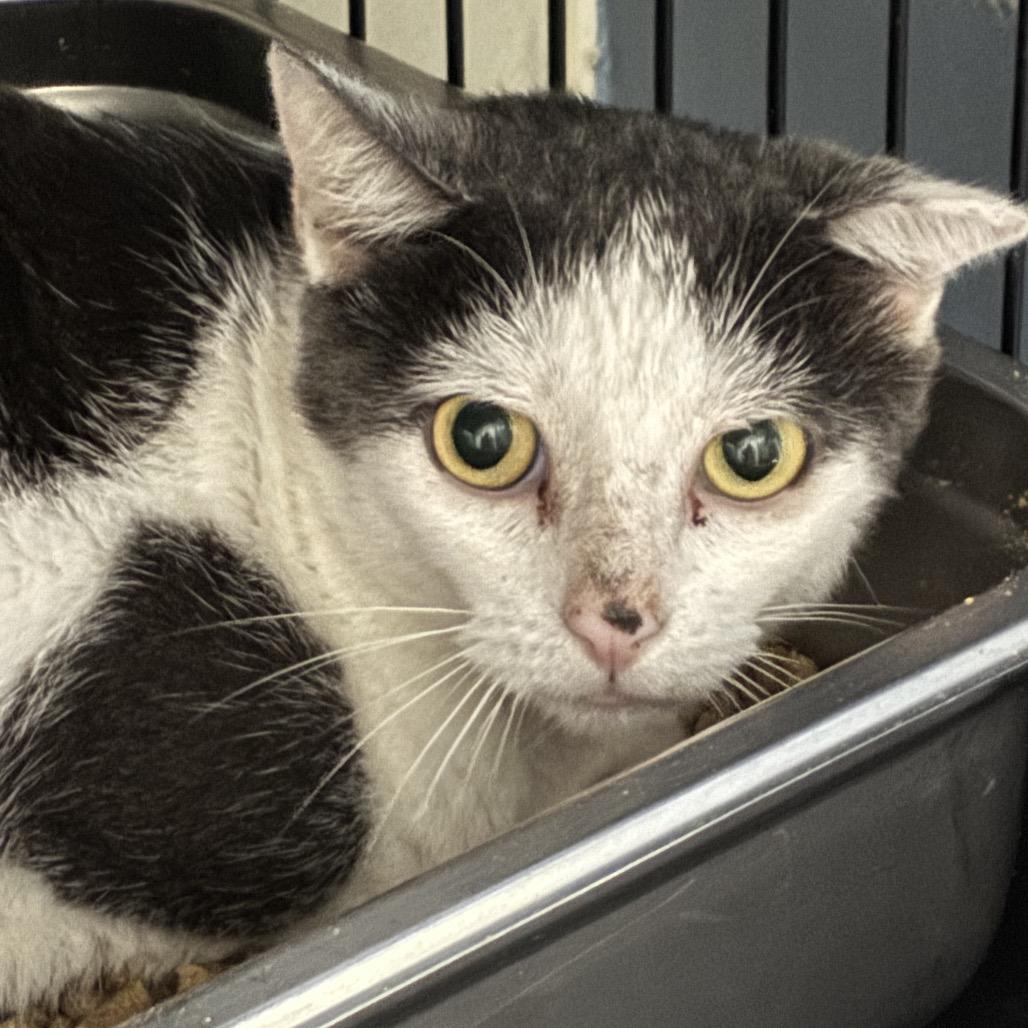 Milton, Adoptable, Adult Male Domestic Short Hair.