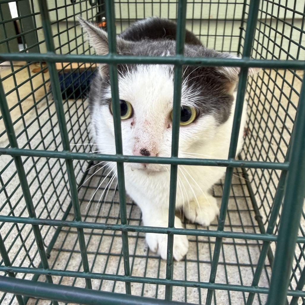 Enlarge Milton, a Adoptable Domestic Short Hair in Columbus, NC image 2/2