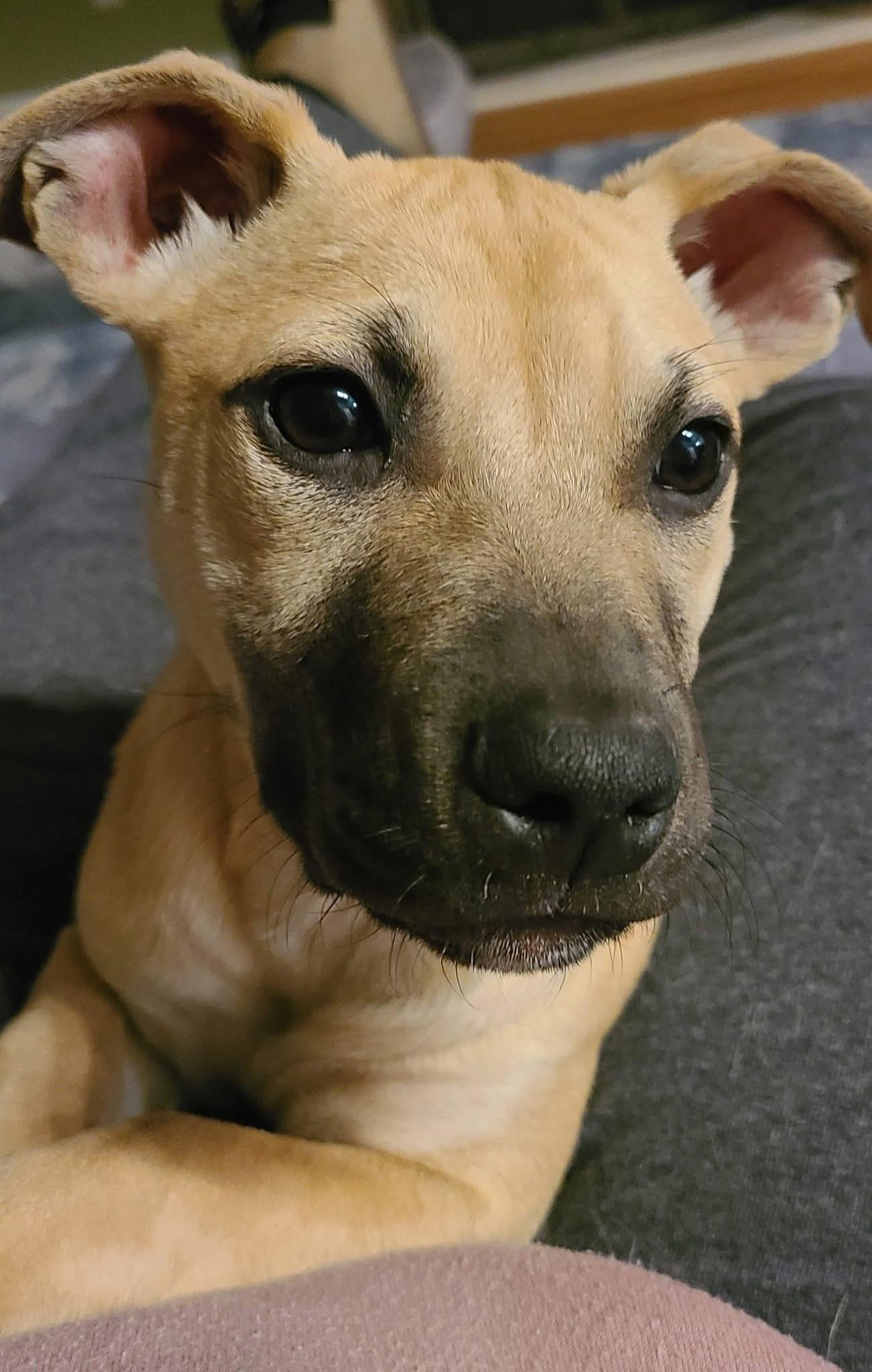 Cera, ADOPTABLE, Puppy Female Pit Bull Terrier.