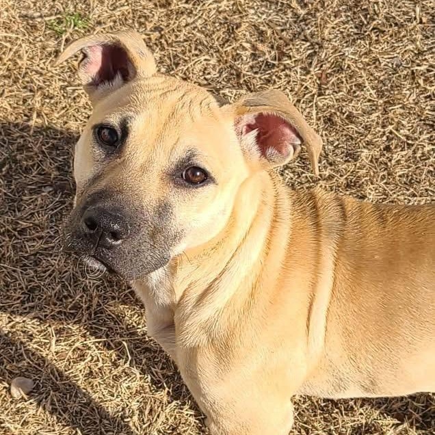 Enlarge Cera, a ADOPTABLE mixed breed in Ayden, NC image 1/6