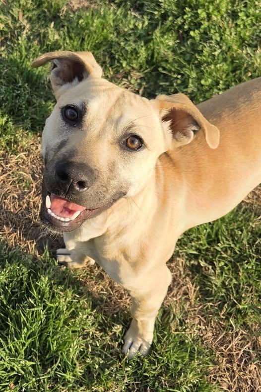 Cera, a ADOPTABLE mixed breed in Ayden, NC image 6/6