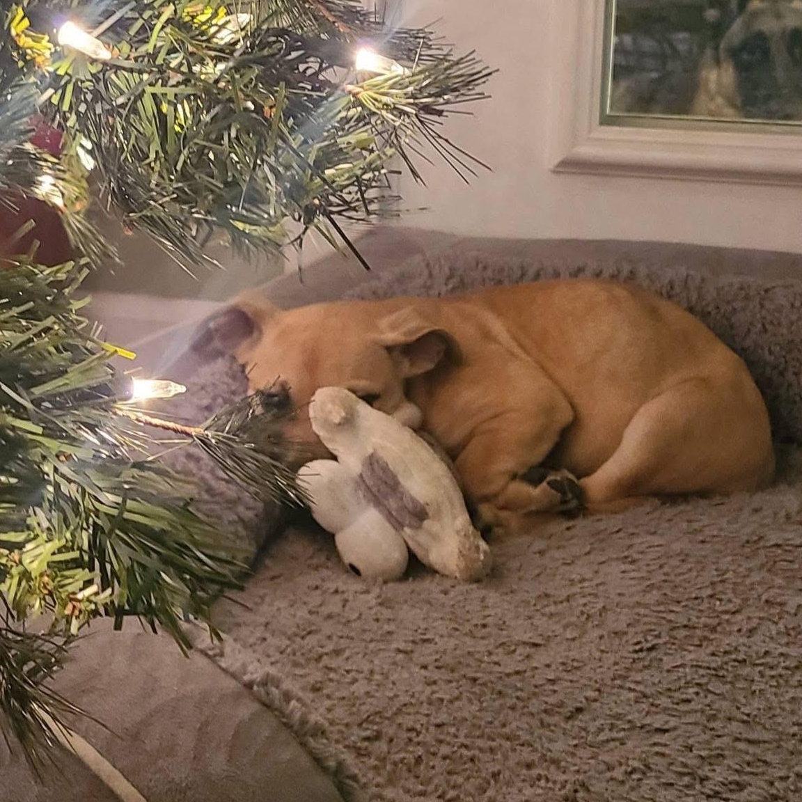 Enlarge Cera, a ADOPTABLE mixed breed in Ayden, NC image 6/6