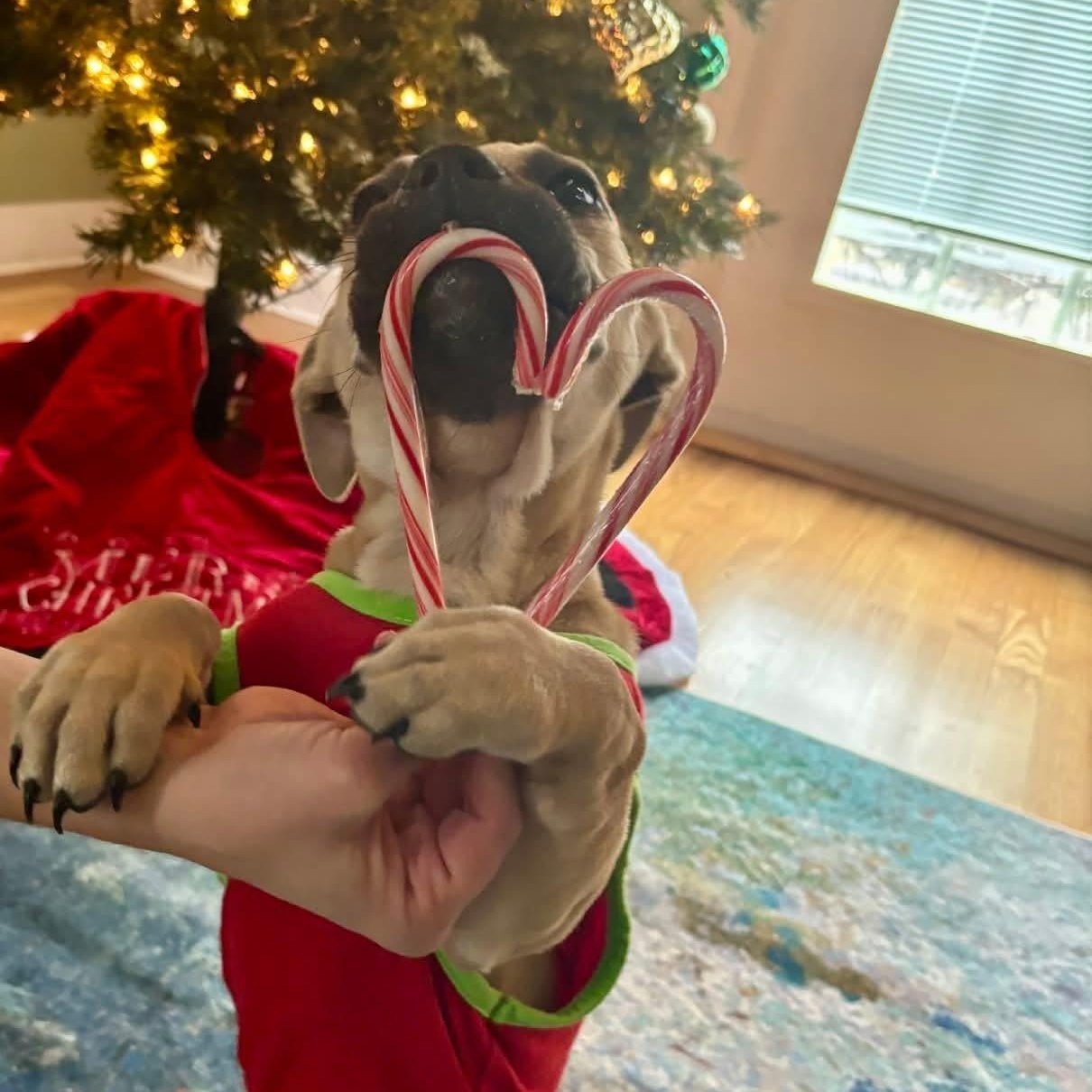 Enlarge Cera, a ADOPTABLE mixed breed in Ayden, NC image 3/6