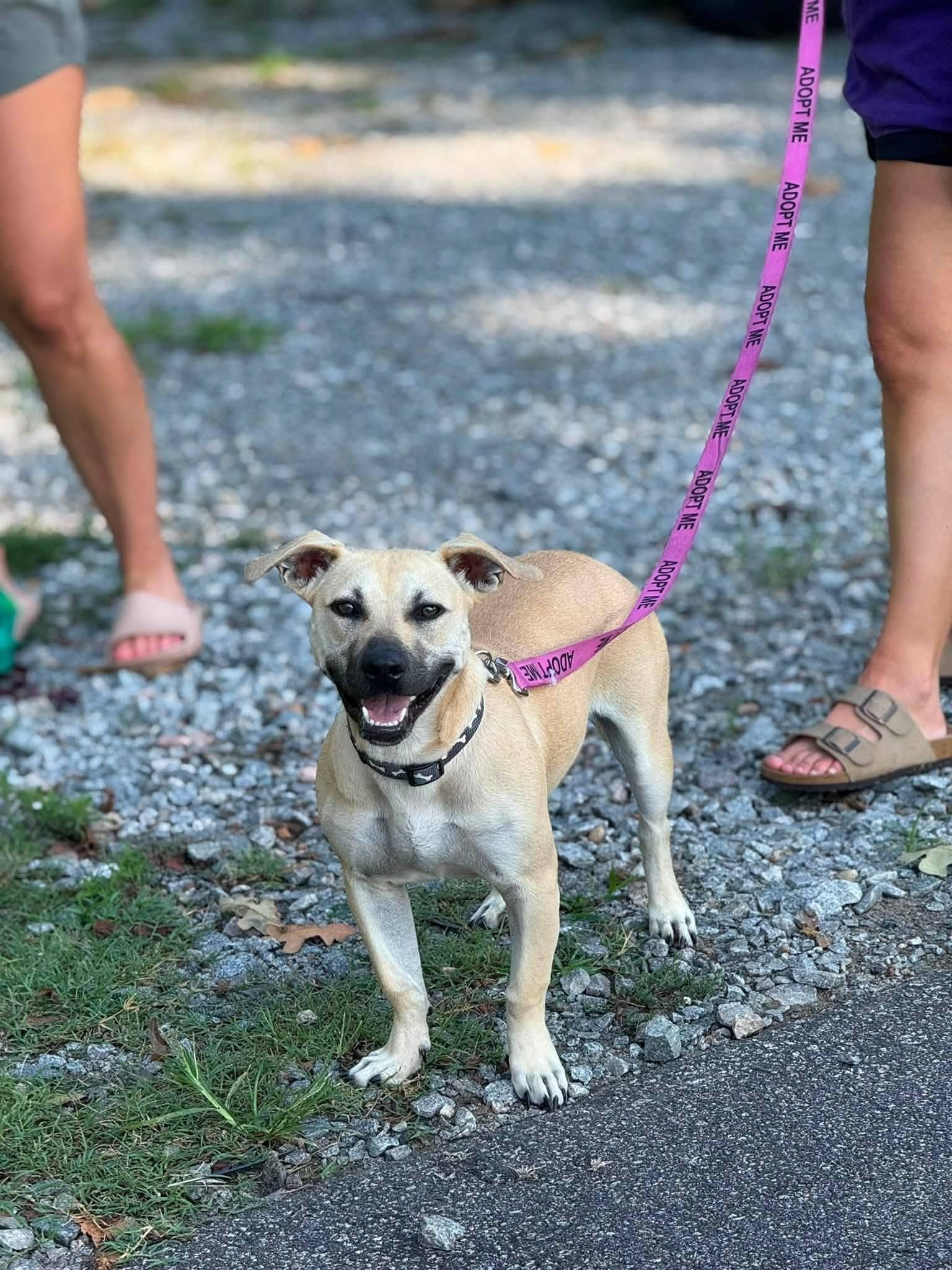 Cera, ADOPTABLE, Young Female Pit Bull Terrier.