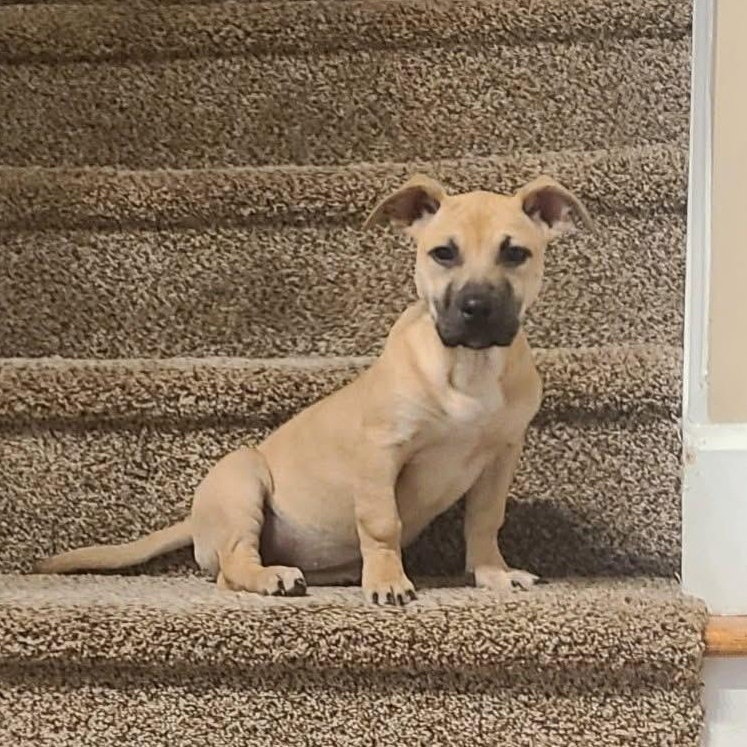 Enlarge Cera, a ADOPTABLE mixed breed in Ayden, NC image 2/6