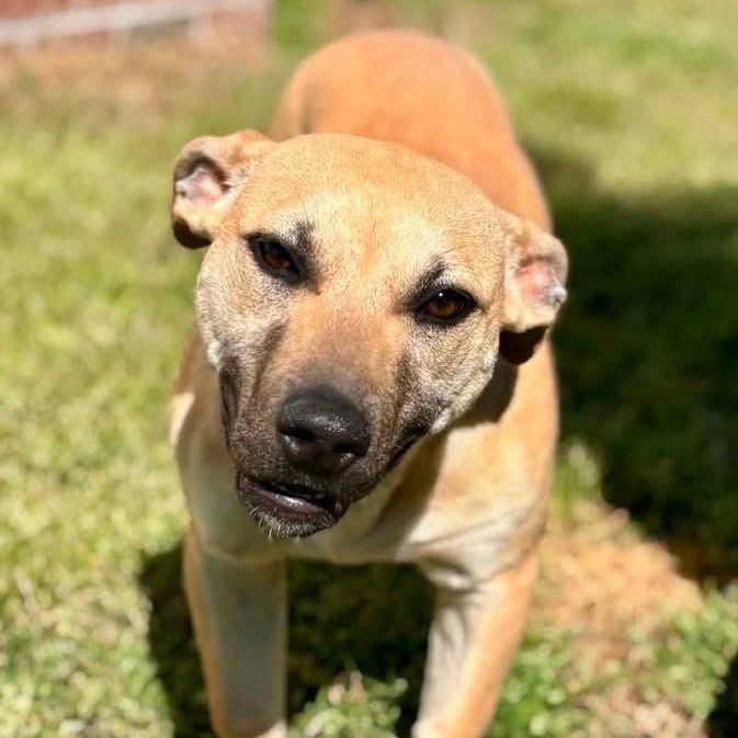 Cera, ADOPTABLE, Young Female Pit Bull Terrier.