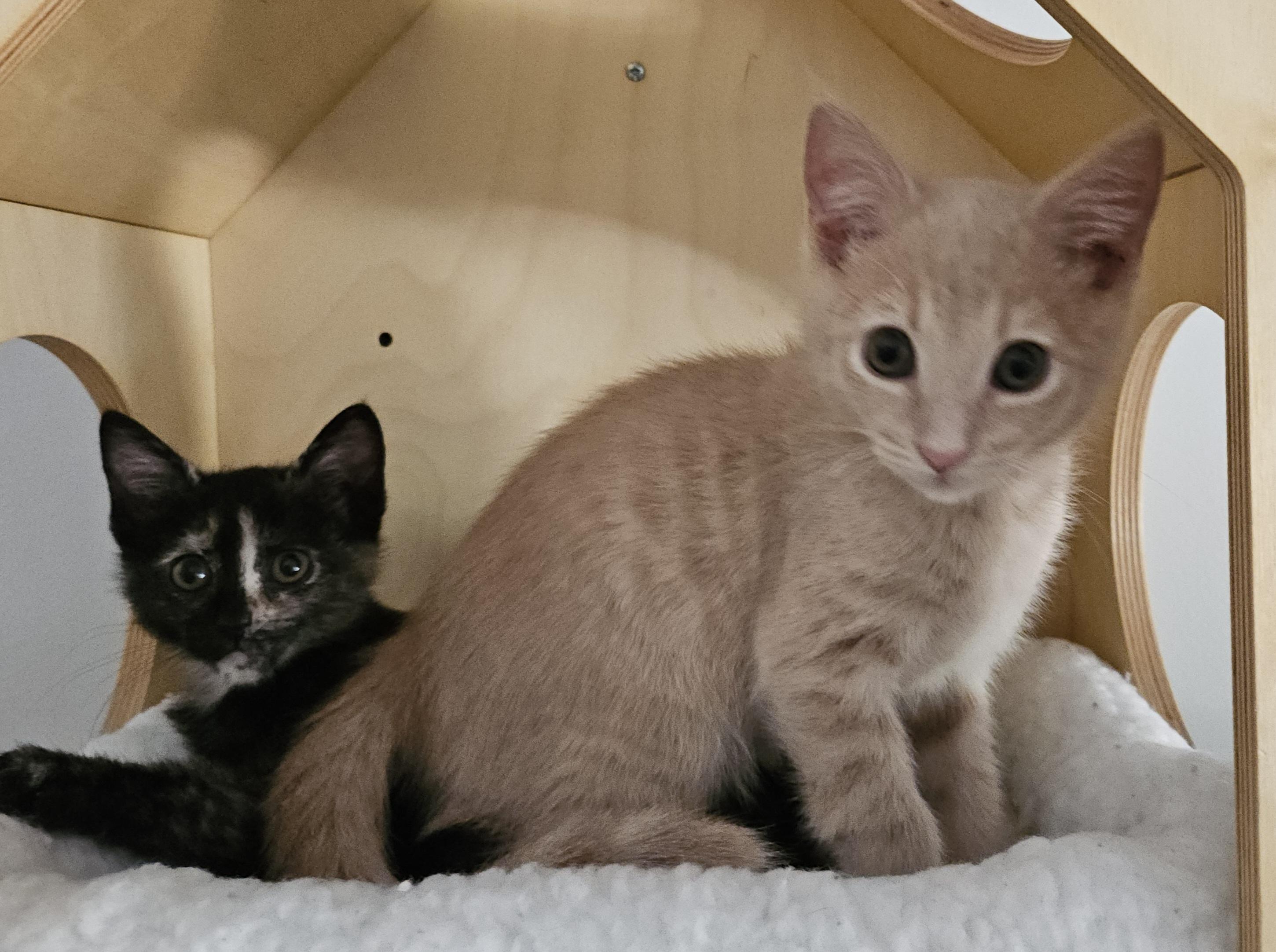 Pete & Poppy, adopted, Kitten Male Domestic Short Hair.