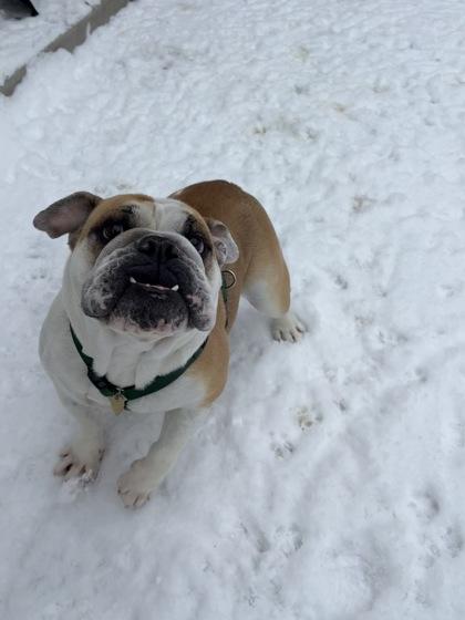 Hammy, a Adoptable English Bulldog in Burlington, WI image 1/3