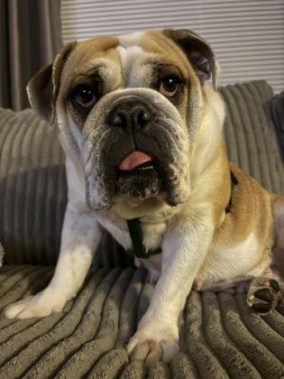 Hammy, a Adoptable English Bulldog in Burlington, WI image 2/3