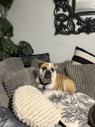 Hammy, a Adoptable English Bulldog in Burlington, WI image 3/3
