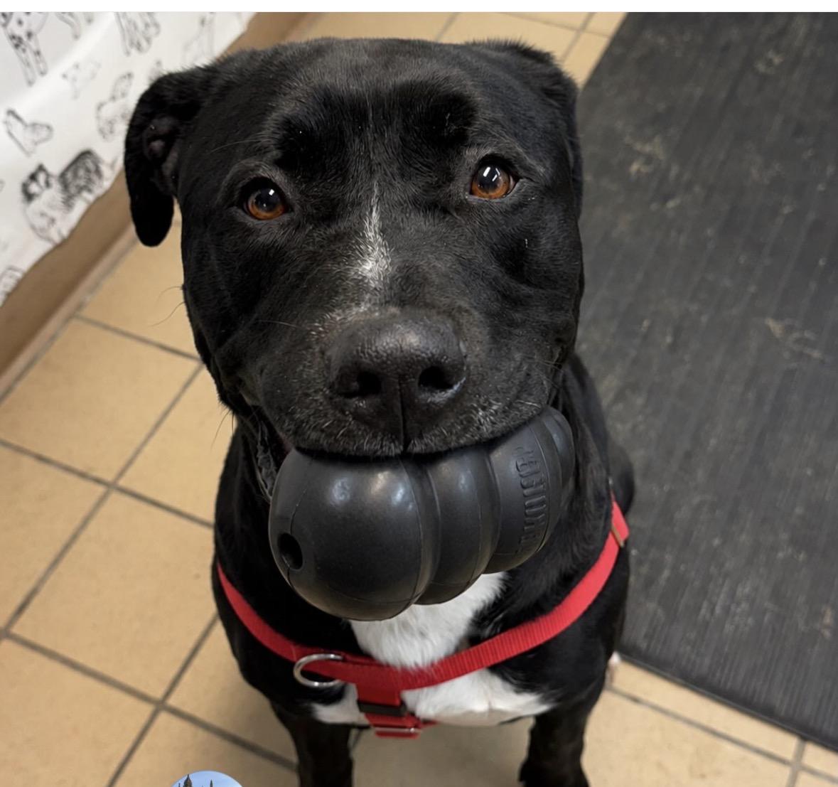 Oreo, a ADOPTABLE American Bully in Pittsburgh, PA image 3/5