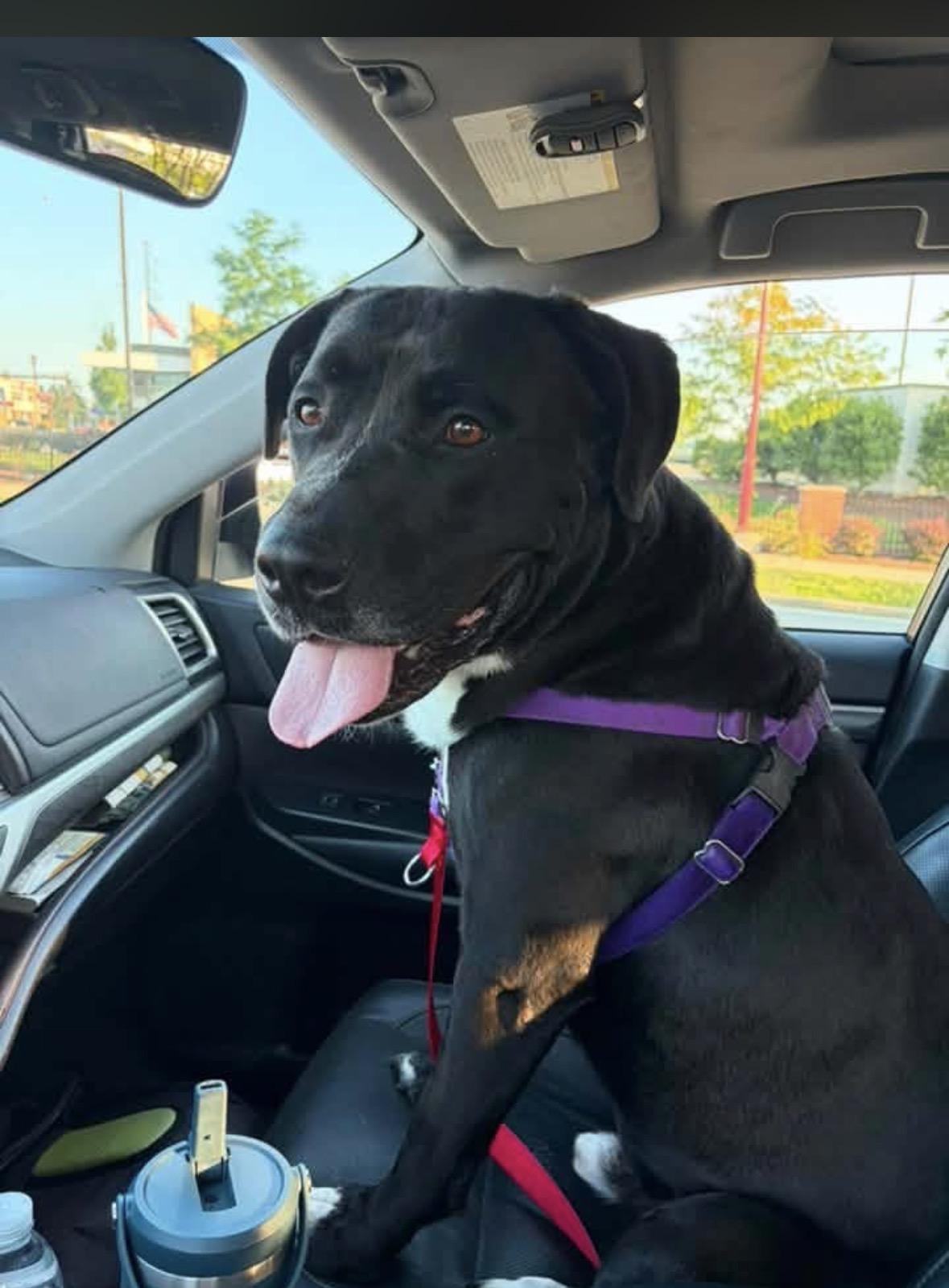Oreo, a ADOPTABLE American Bully in Pittsburgh, PA image 2/5