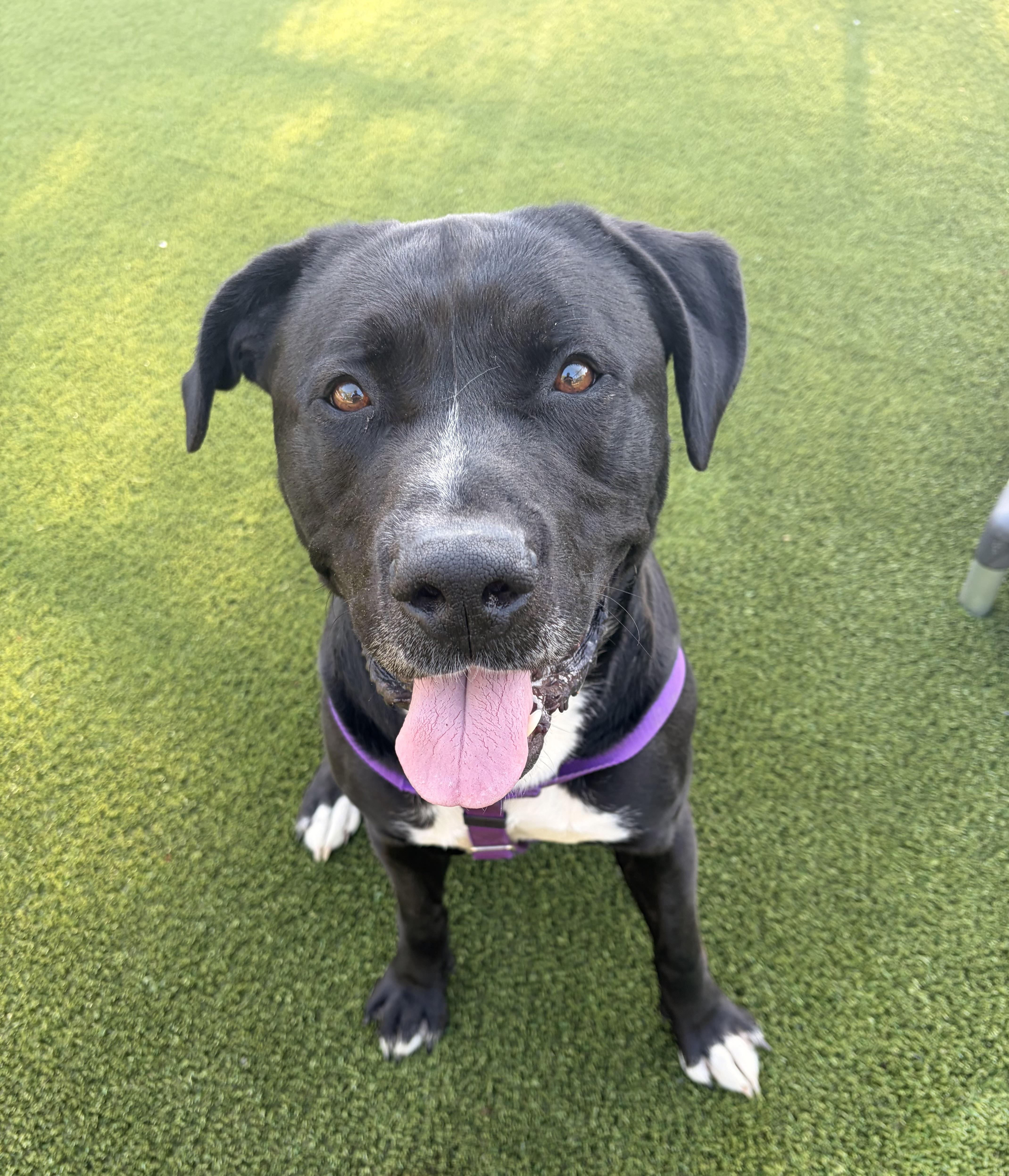 Oreo, ADOPTABLE, Adult Male American Bully.
