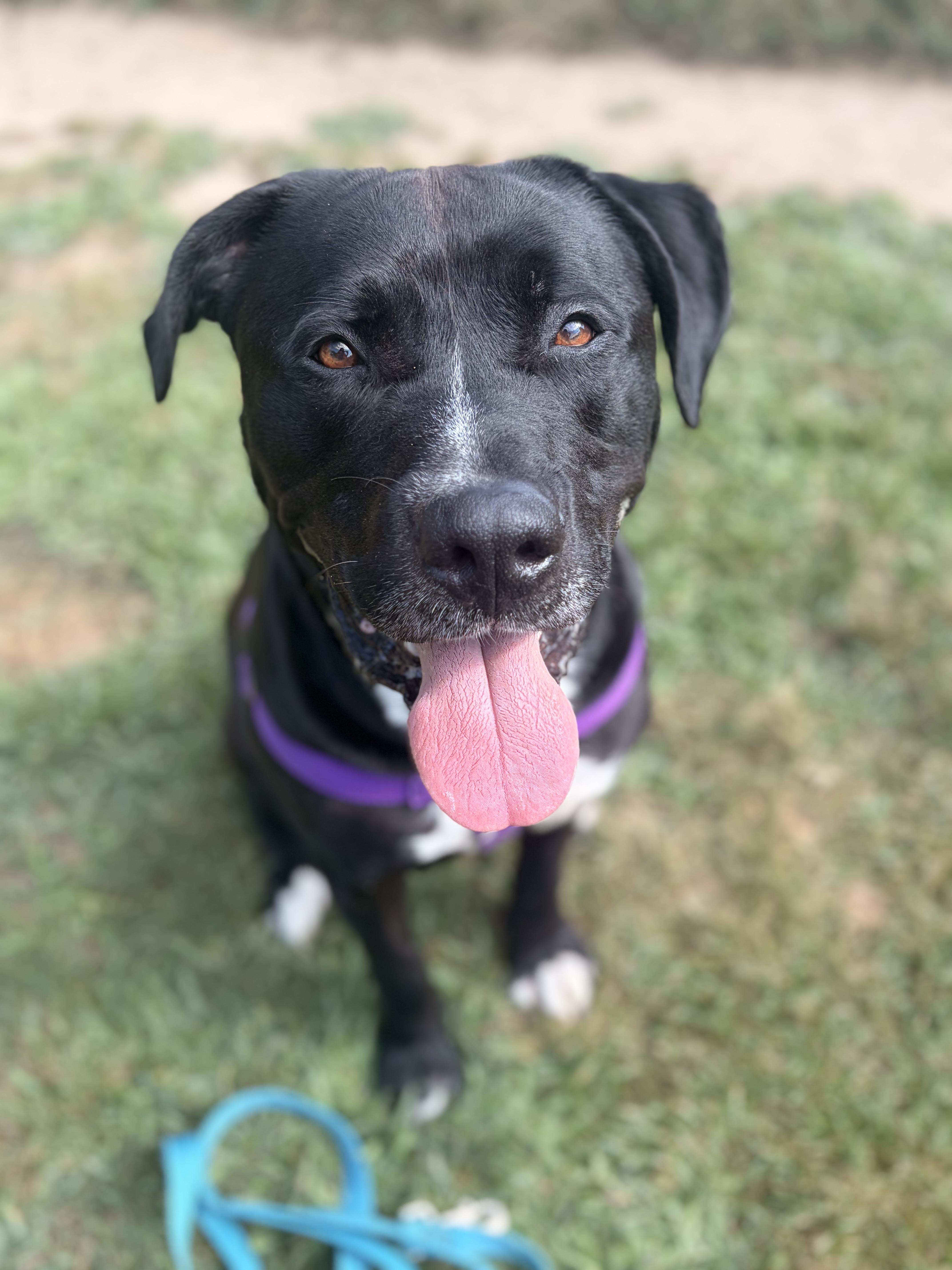 Oreo, a ADOPTABLE American Bully in Pittsburgh, PA image 5/5