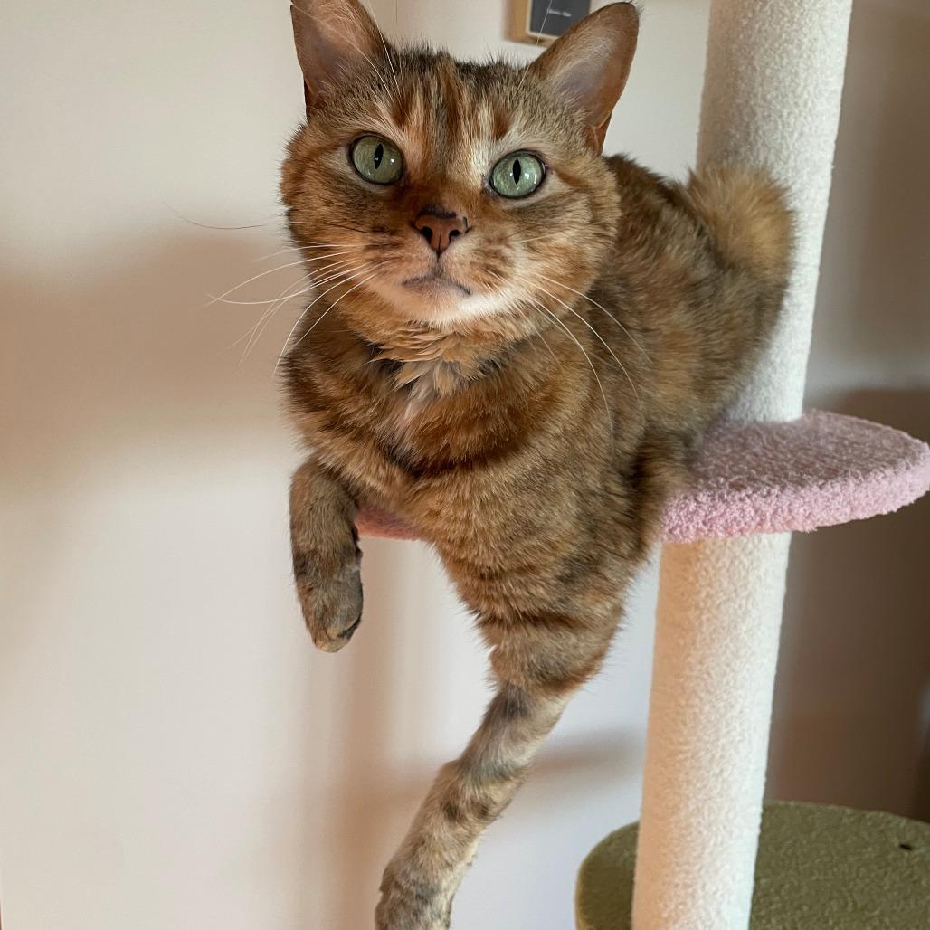 Enlarge Rhea Sunshine, a Adoptable Domestic Short Hair in Asheville, NC image 2/6