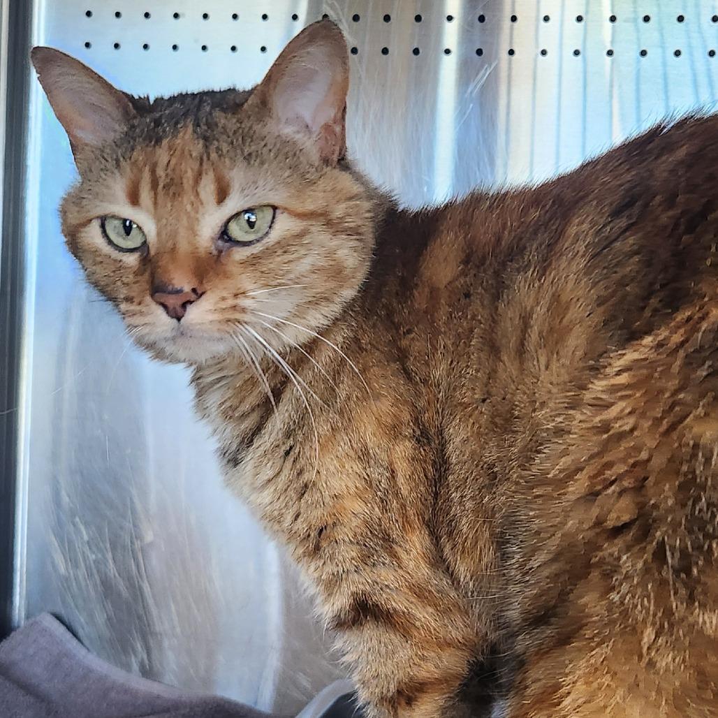 Enlarge Rhea Sunshine, a Adoptable Domestic Short Hair in Asheville, NC image 3/6