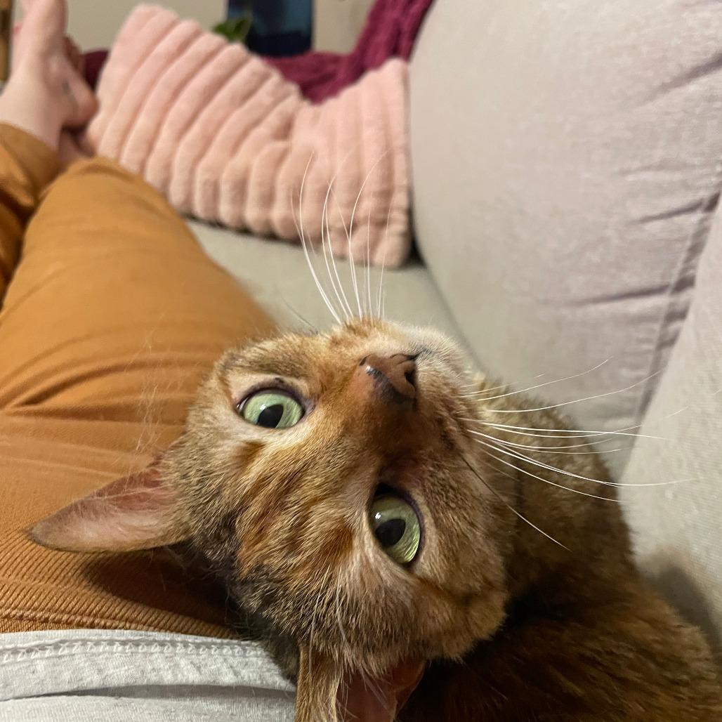 Enlarge Rhea Sunshine, a Adoptable Domestic Short Hair in Asheville, NC image 4/6