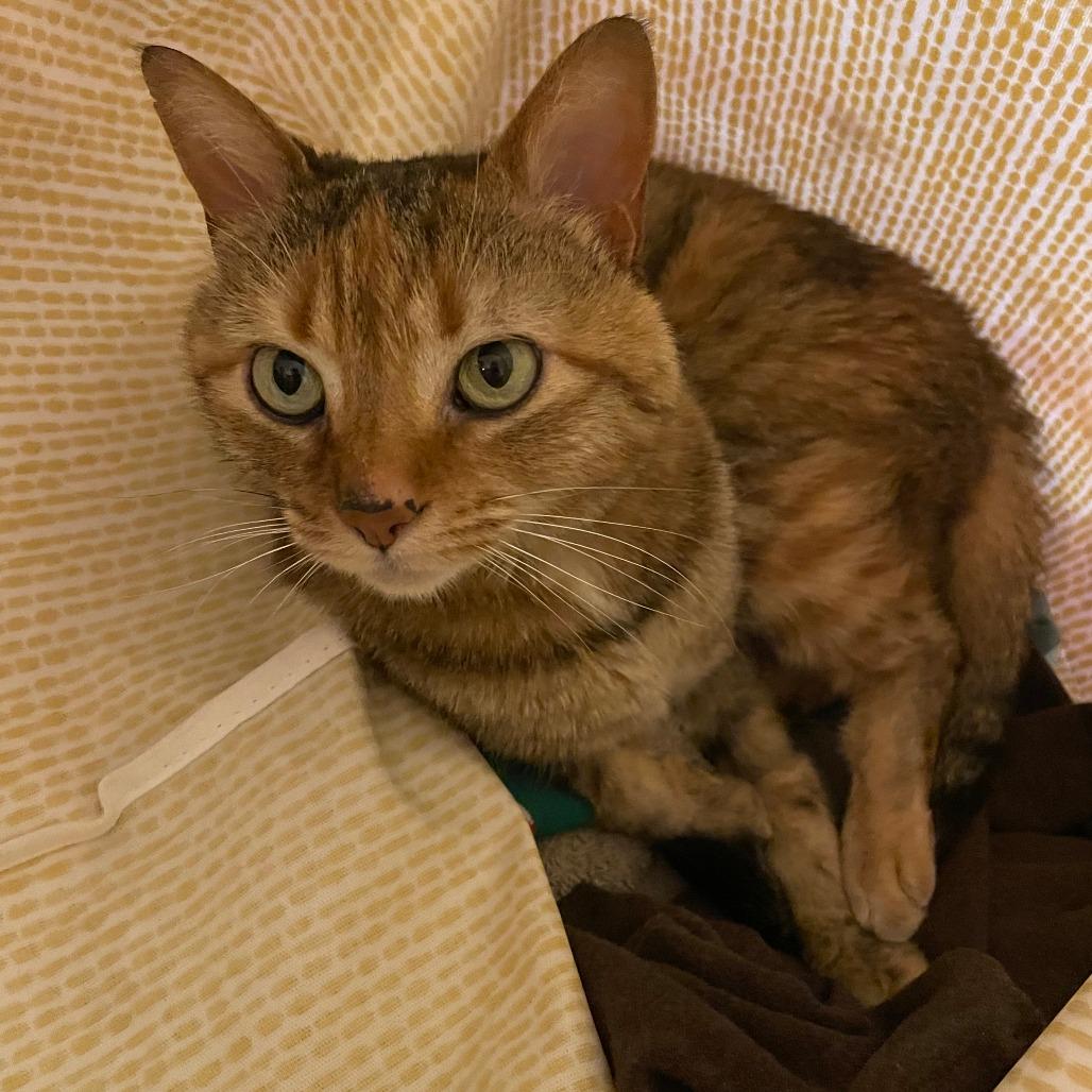 Enlarge Rhea Sunshine, a Adoptable Domestic Short Hair in Asheville, NC image 5/6
