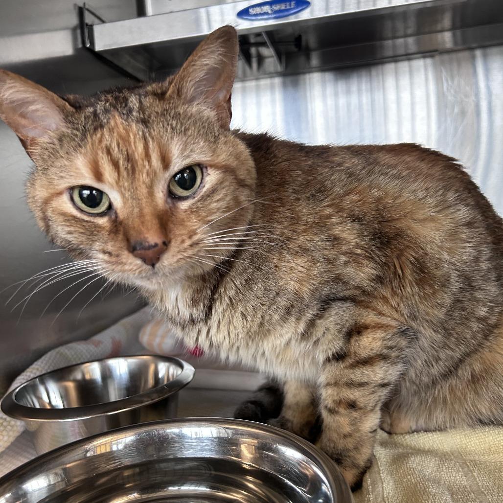 Enlarge Rhea Sunshine, a Adoptable Domestic Short Hair in Asheville, NC image 6/6