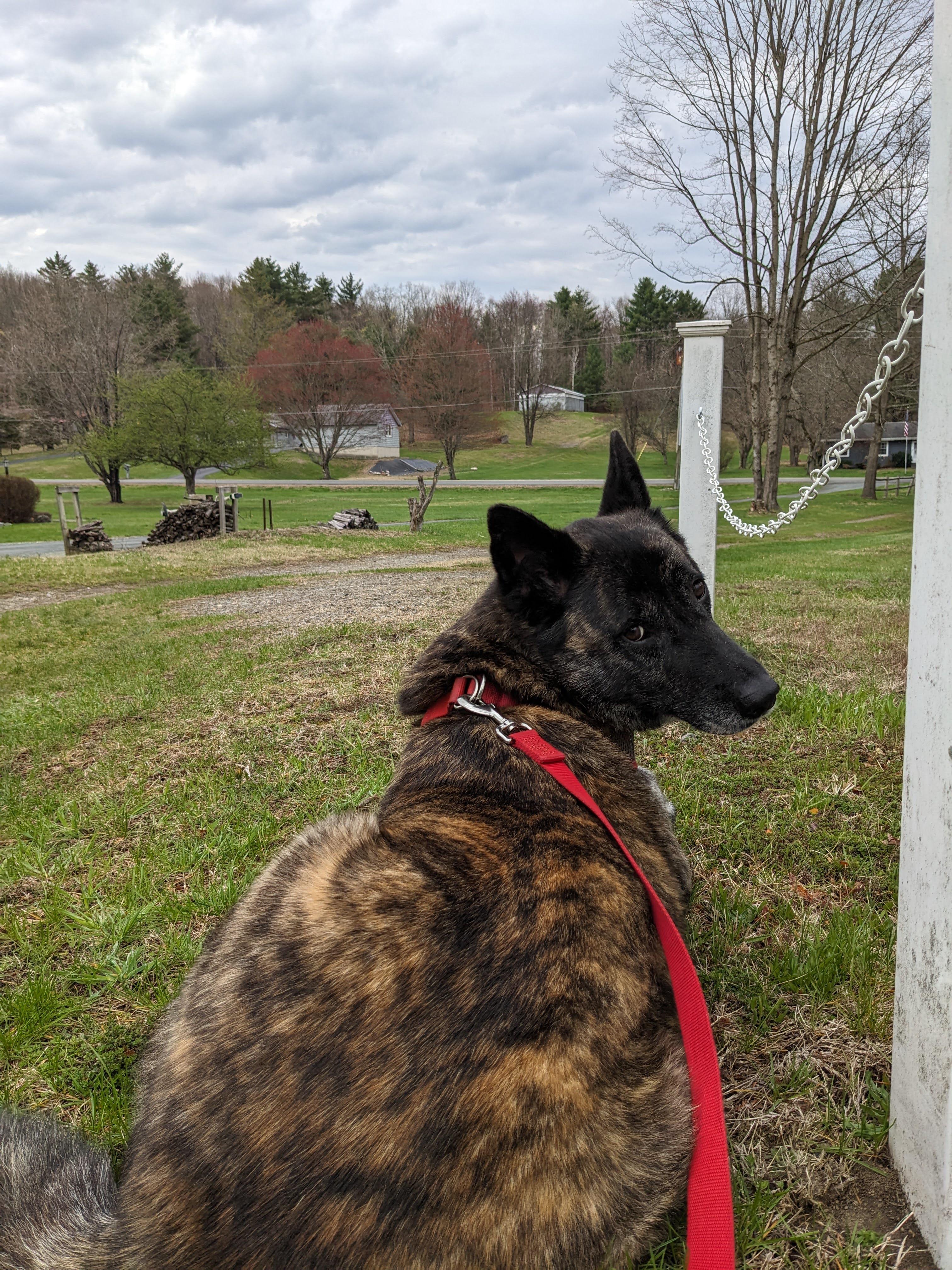 Trixie, ADOPTABLE, Adult Female Dutch Shepherd.