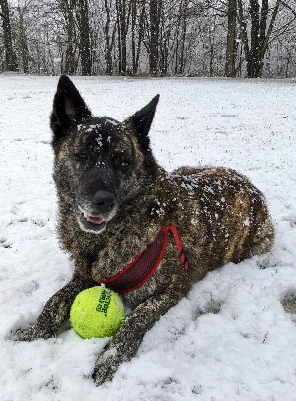 Enlarge Trixie, a hold mixed breed in Plano, TX image 4/6