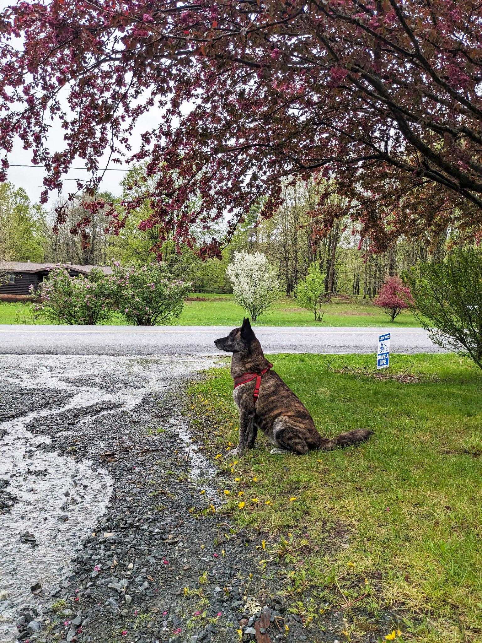 Enlarge Trixie, a hold mixed breed in Plano, TX image 3/6